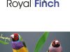 Royal Finch